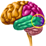 Brain regions can assume new functions when adjacent areas are damaged