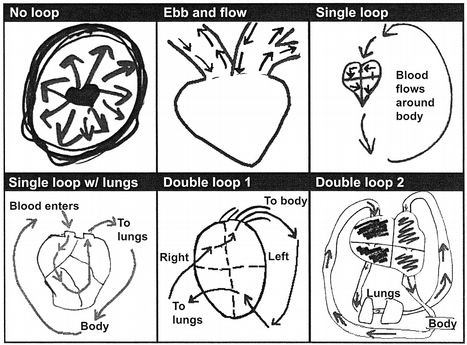 An instructor builds a visual schema for blood circulation