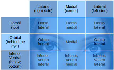 Prefrontal cortices