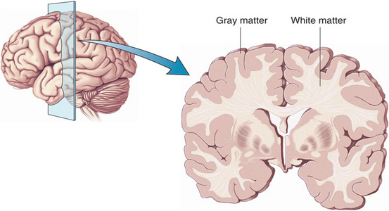 Grey and white matter