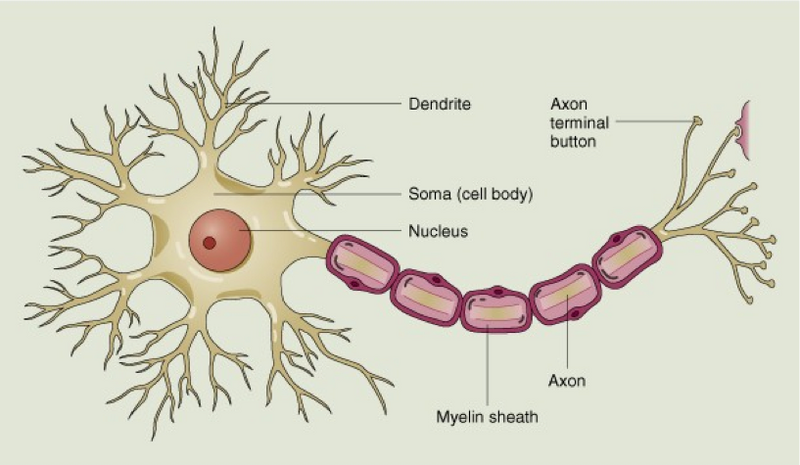 File:NeuronEnglish.png