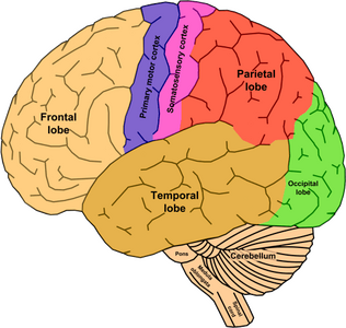 External lobes of the cerebral cortex