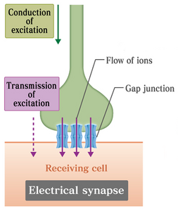 Electrical Synapse