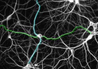 Individual neurons take part in multiple circuits