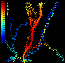 Differing voltages in axon branches