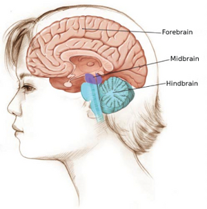 1. Major brain regions