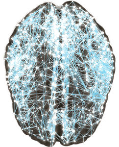 Nodes of neural activity and their connecting pathways