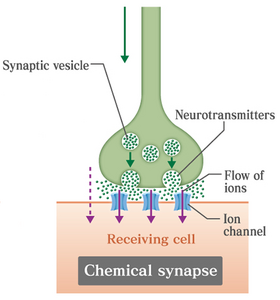Chemical Synapse